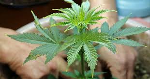 Lemon Weed Strains Everything You Need to Know